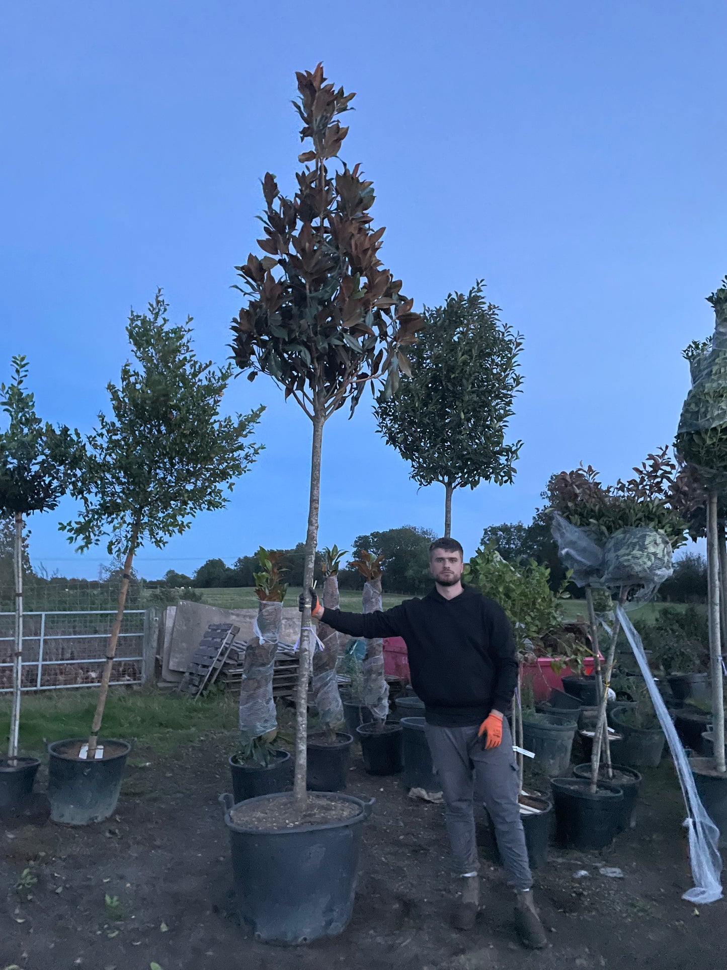 Magnolia Grandiflora - Standard Trees (180-200cm clear stem)