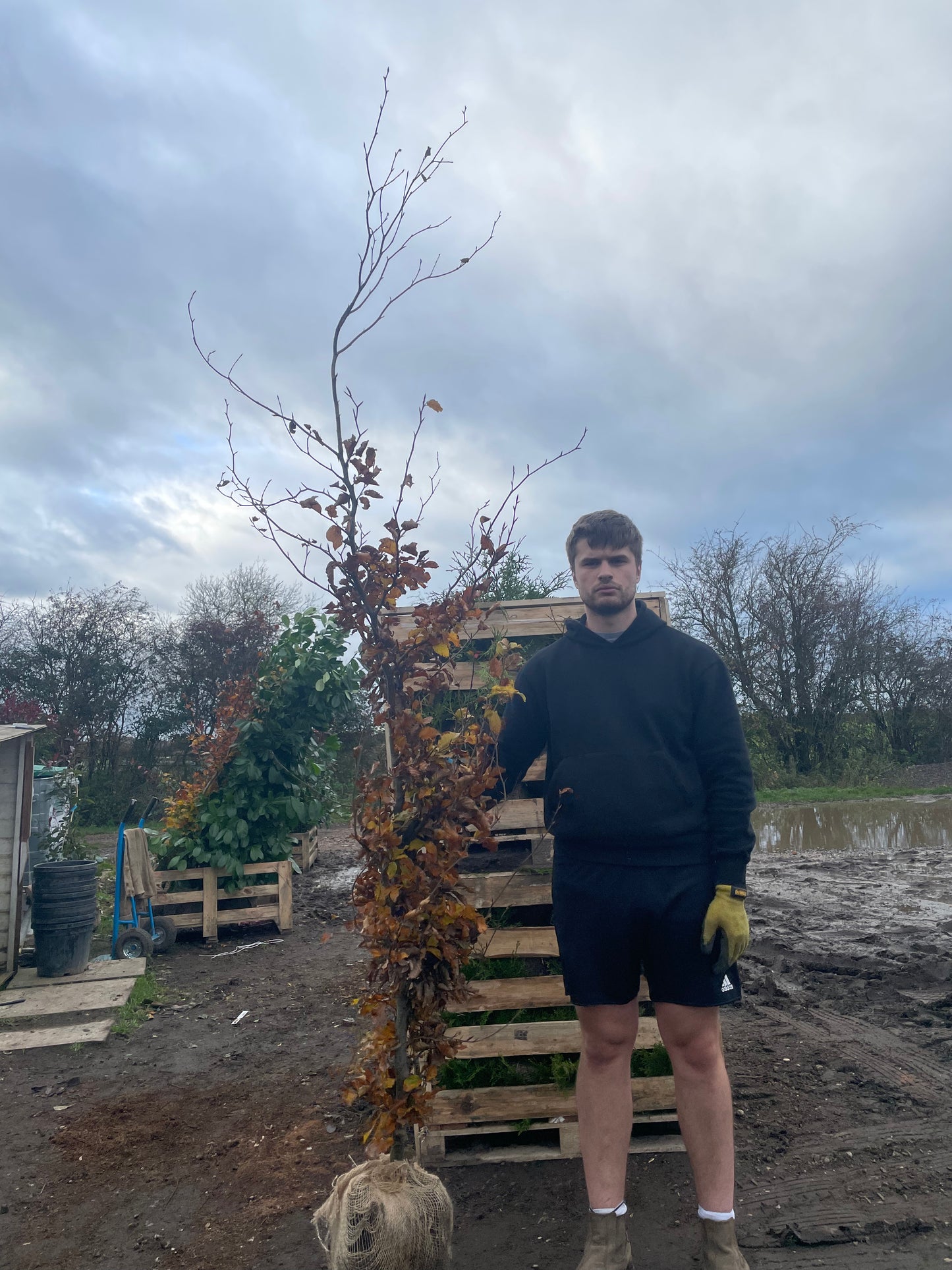 European Beech (Fagus sylvatica) - Container hedging