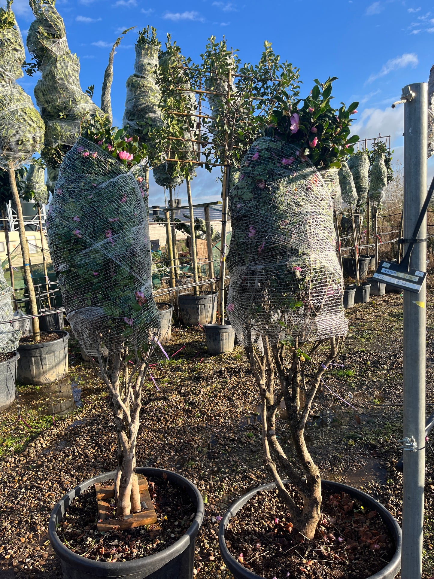 Camellia Sasanqua 'Cleopatra' multistem