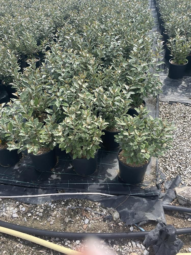 Eleagnus x Ebbingei Hedging