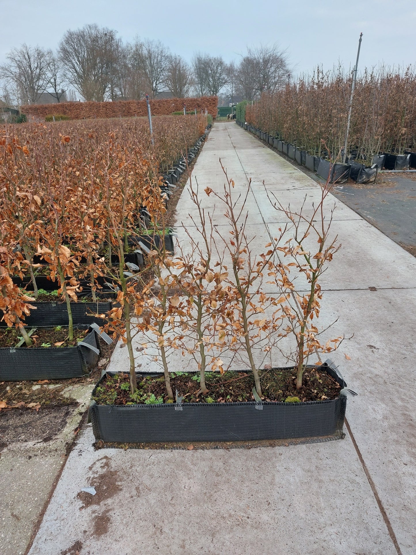 European Beech (Fagus sylvatica) - Container hedging