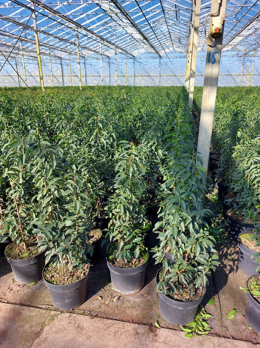 Prunus lusitanica (Portuguese Laurel) - Hedging