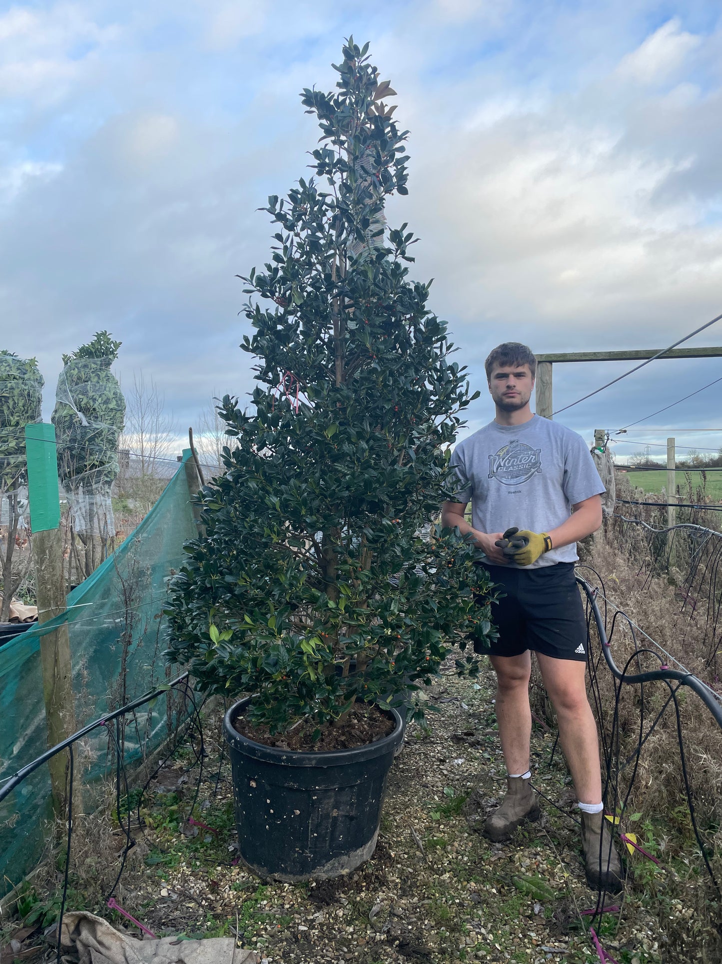 Ilex Nellie R Stevens - Cones