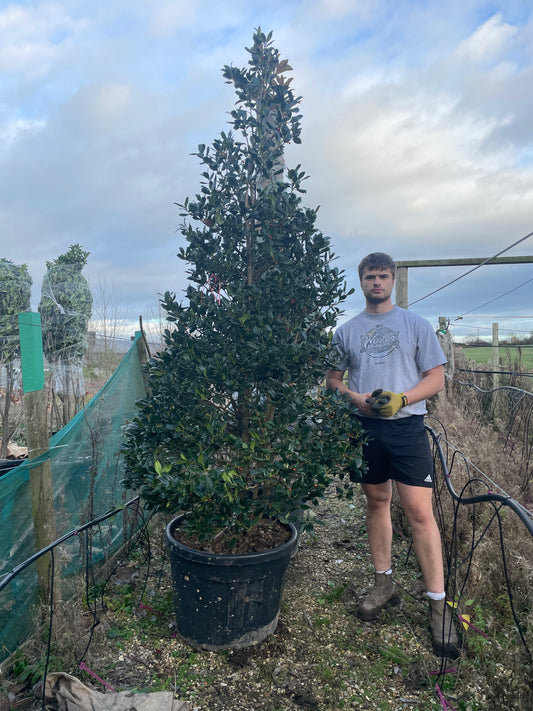 Ilex Nellie R Stevens - Cones