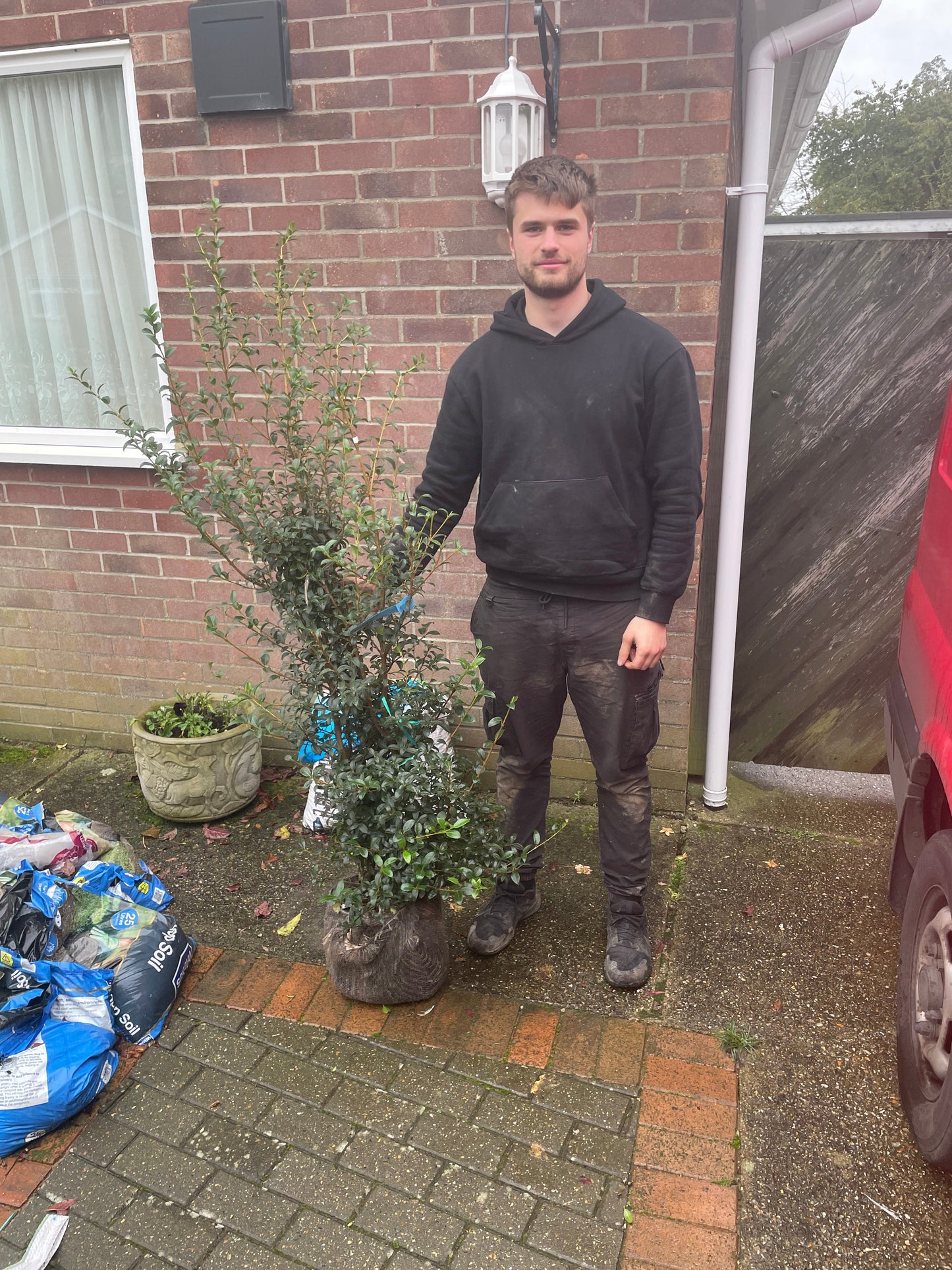 Osmanthus Burkwoodi hedging