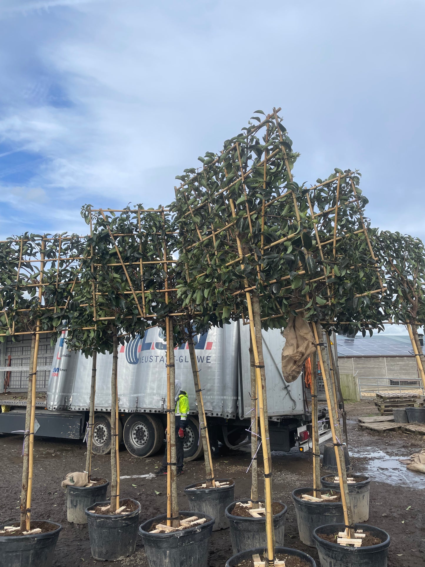 Viburnum Lucidum - Pleached (180-200cm clear stem)