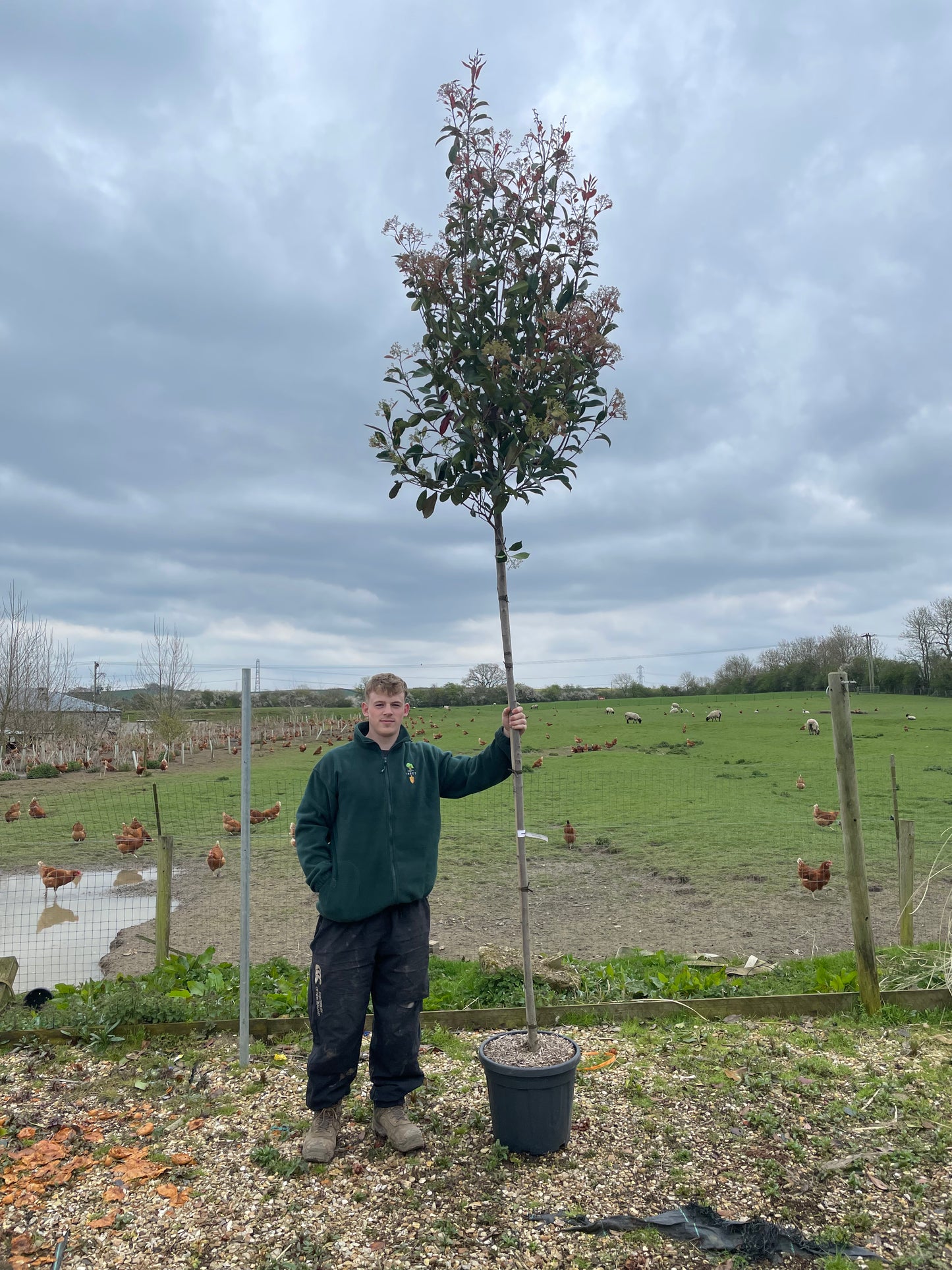 Red Robin - Standard Trees (180-200cm clear stem)