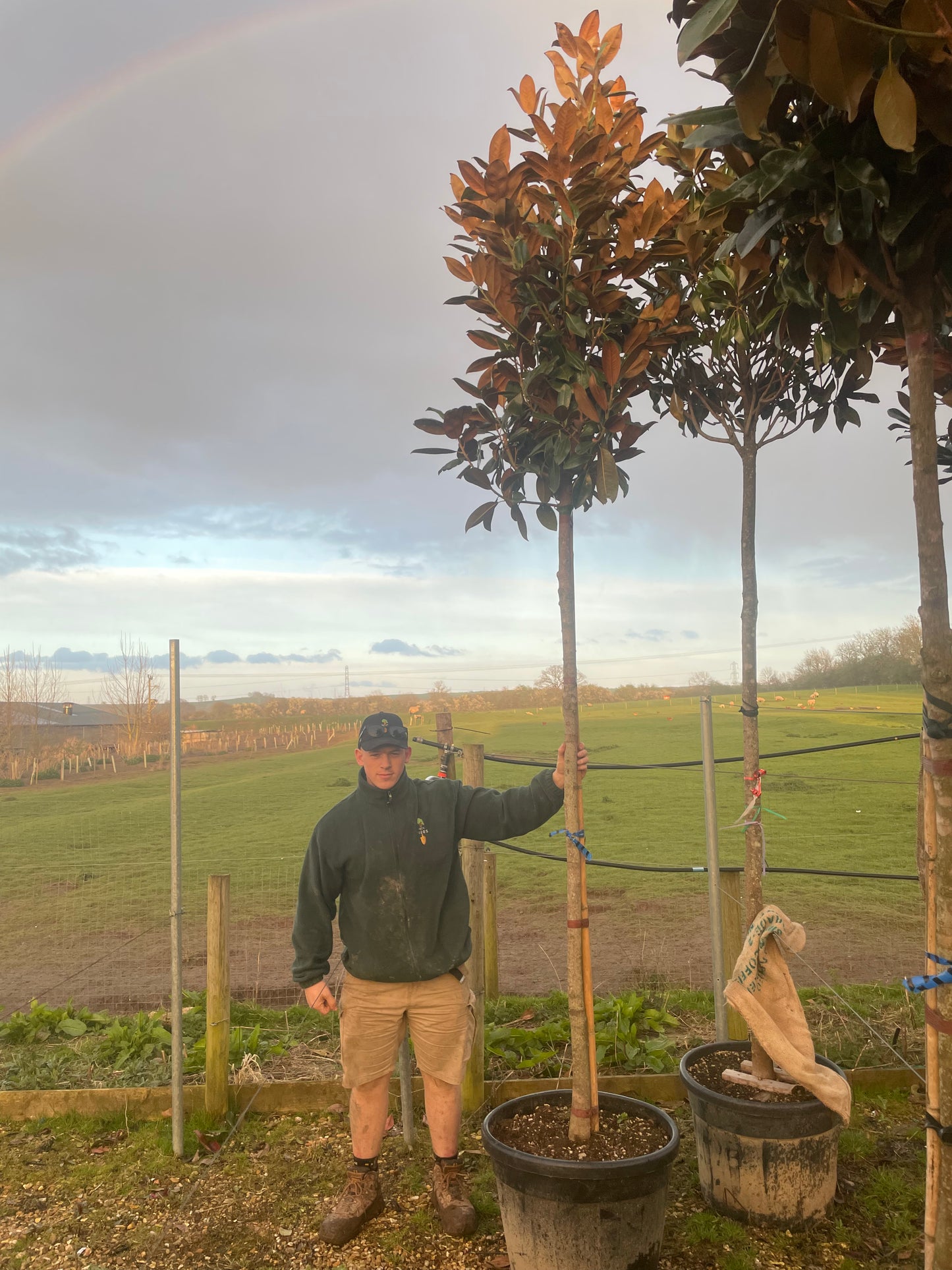 Magnolia Grandiflora - Standard Trees (180-200cm clear stem)