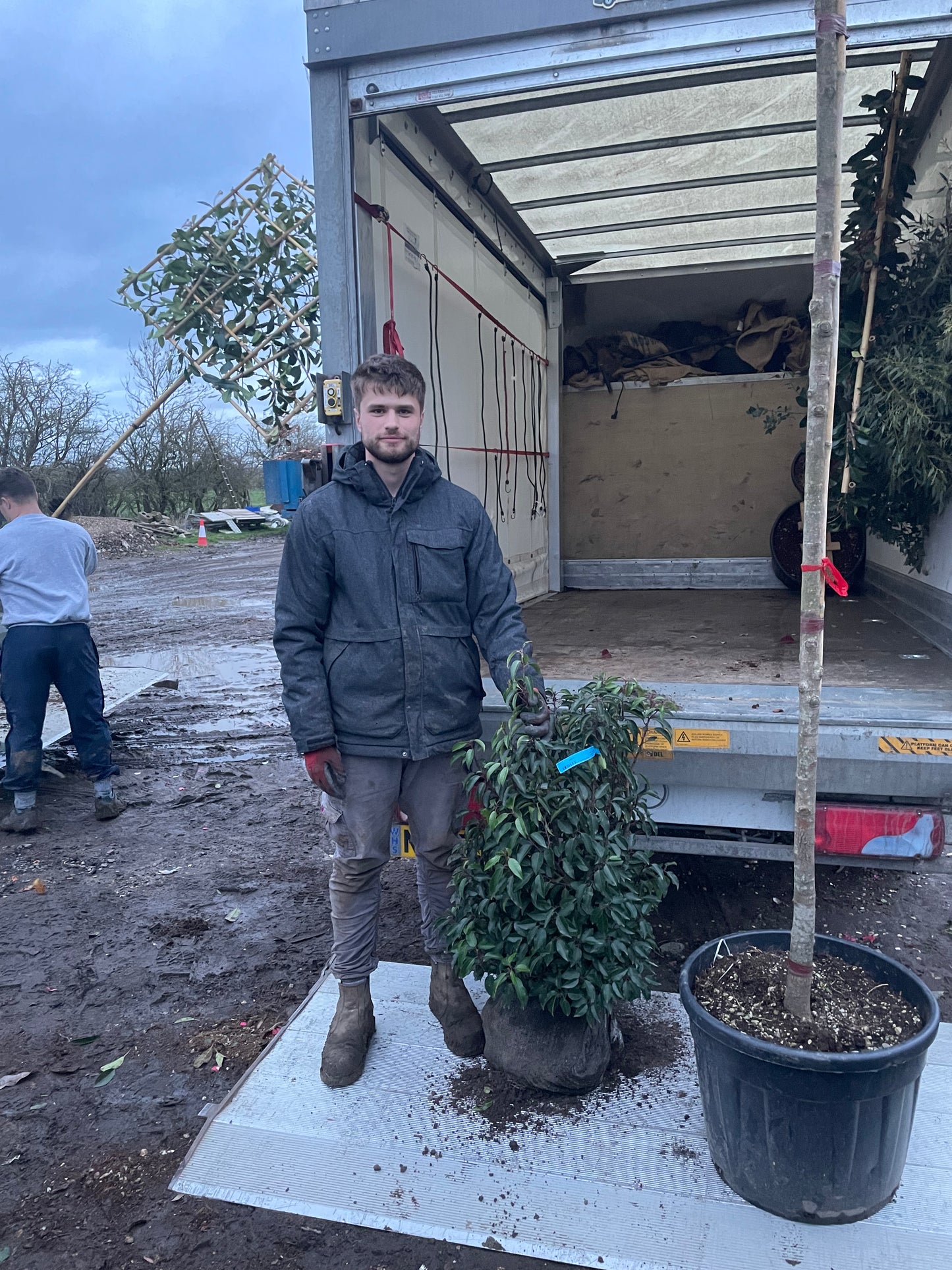 Prunus lusitanica (Portuguese Laurel) - Rootball Hedging