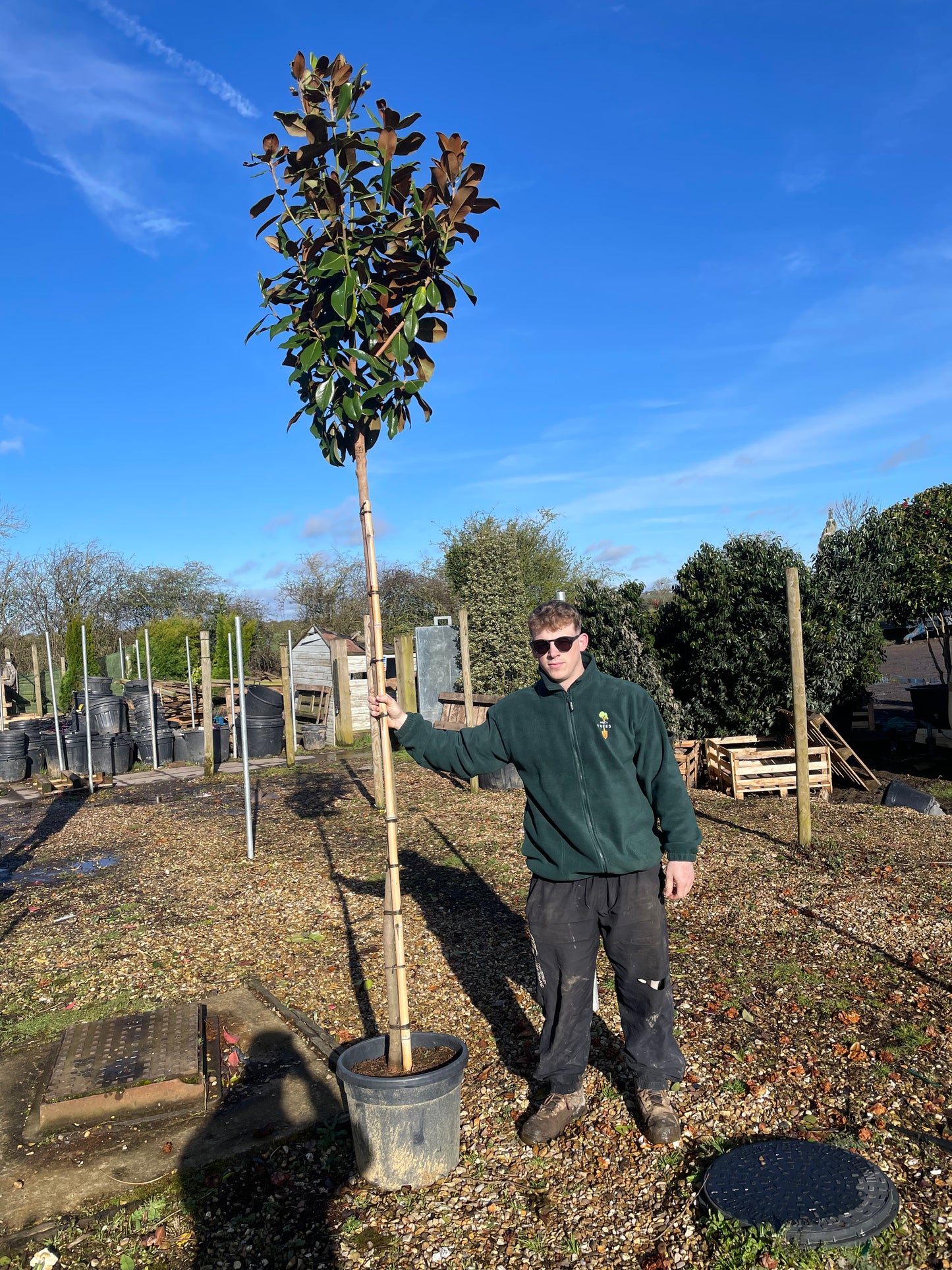 Magnolia Grandiflora - Standard Trees (180-200cm clear stem)