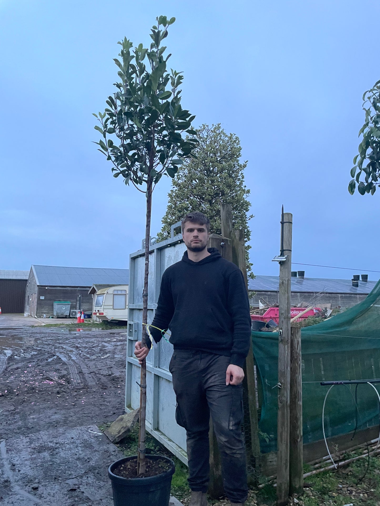 Red Robin - Standard Trees (180-200cm clear stem)