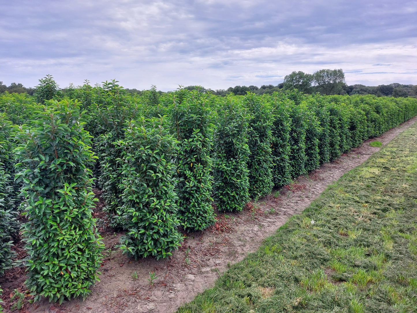 Prunus lusitanica (Portuguese Laurel) - Rootball Hedging