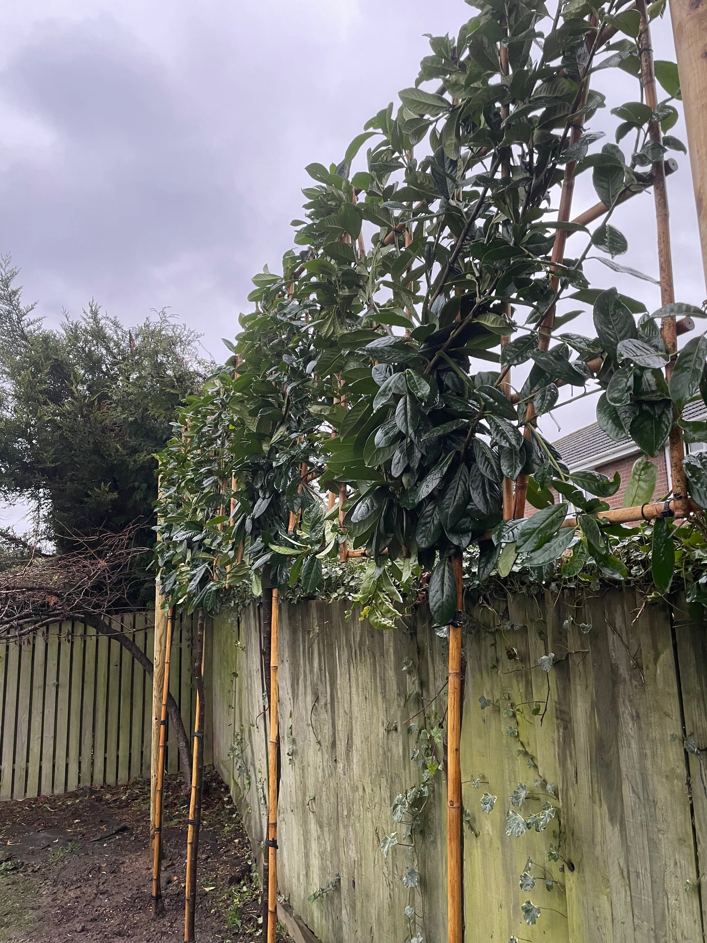 Prunus laurocerasus 'Rotundifolia' (English Cherry Laurel) -  full standard (180-200cm cleat stem) Pleached