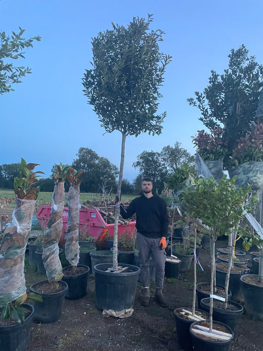 Red Robin - Standard Trees (180-200cm clear stem)