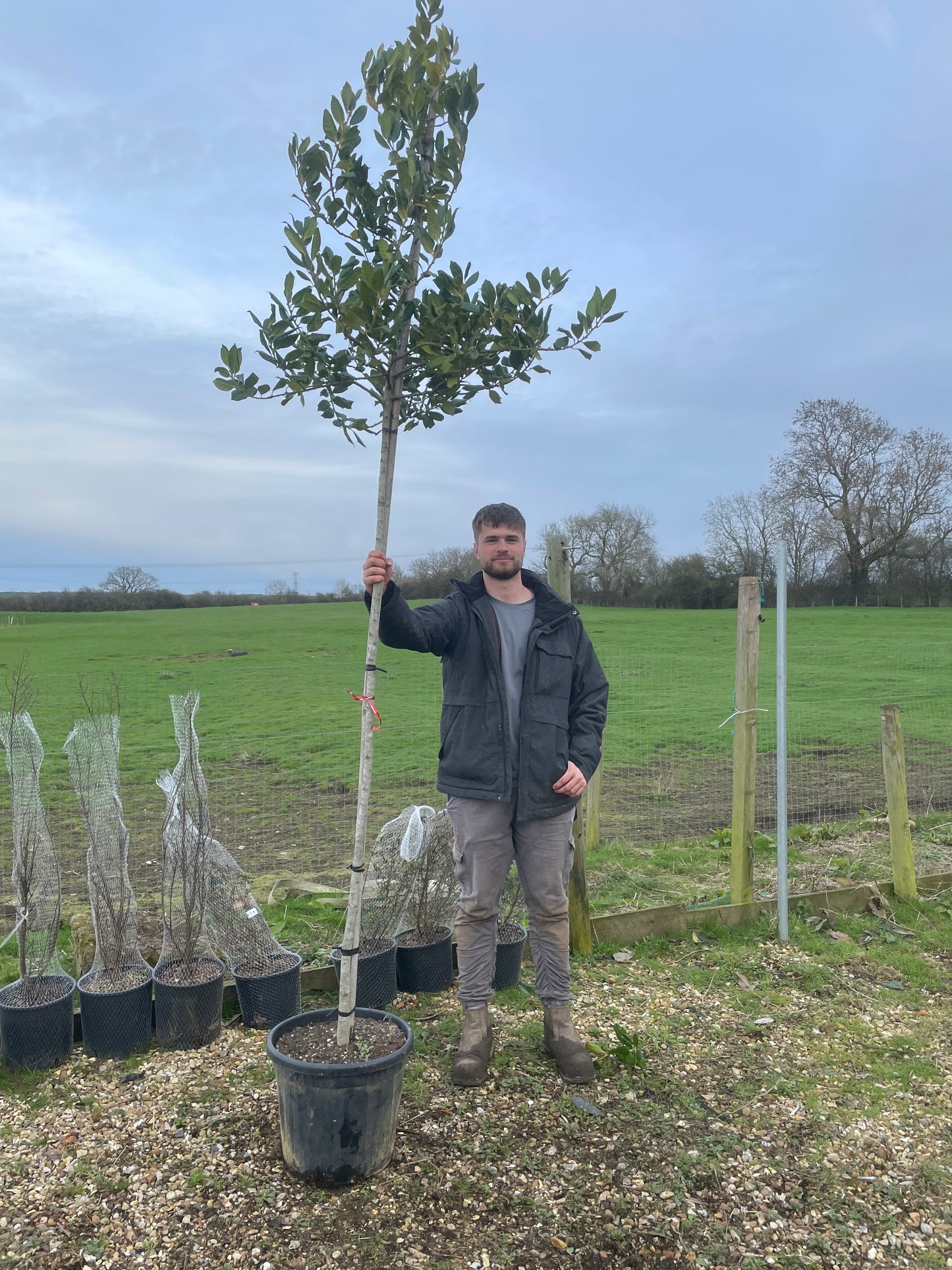 Ilex - Nellie R Stevens - 3/4 Standard Tree
