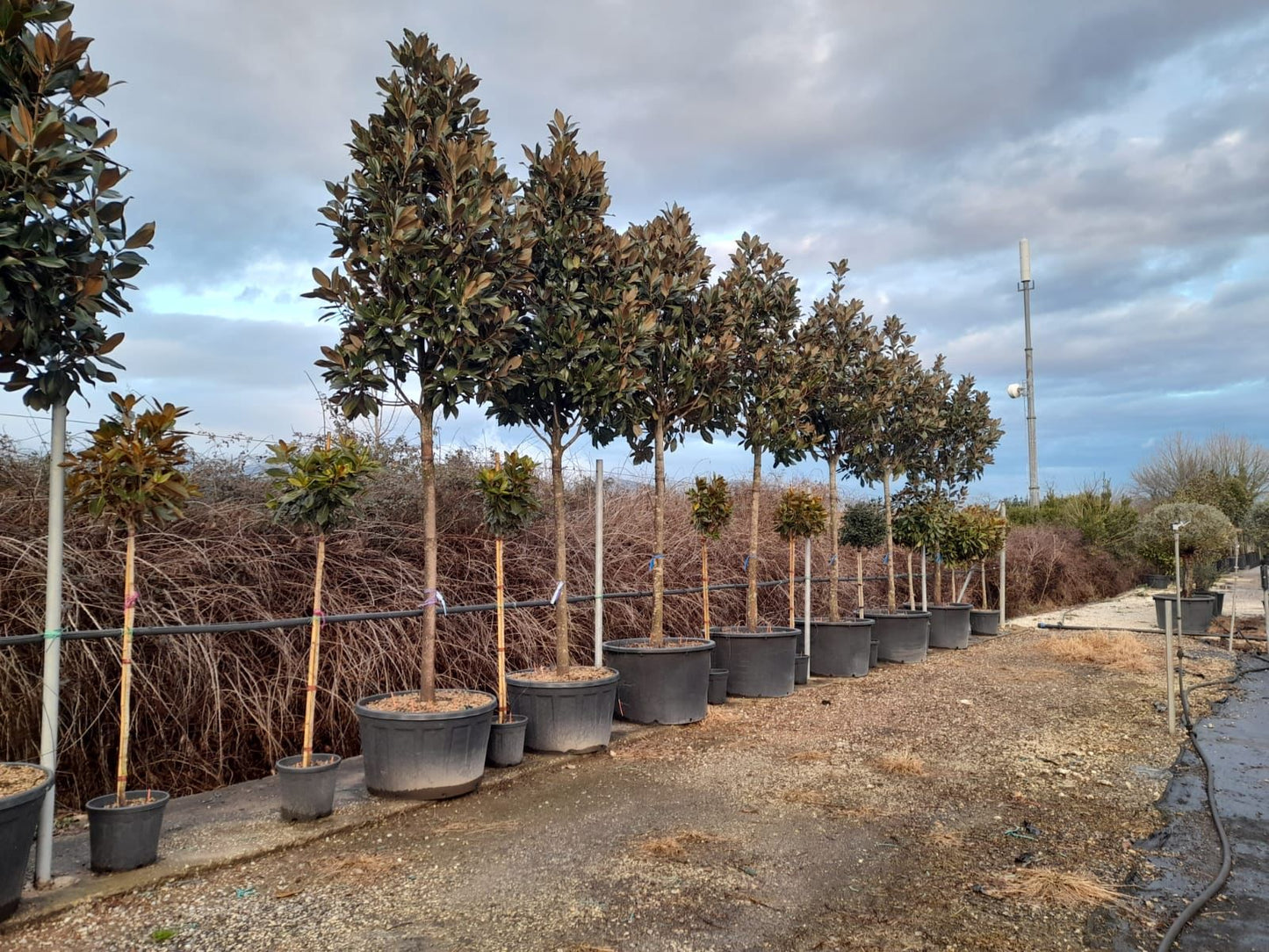 Magnolia Grandiflora - Standard Trees (180-200cm clear stem)