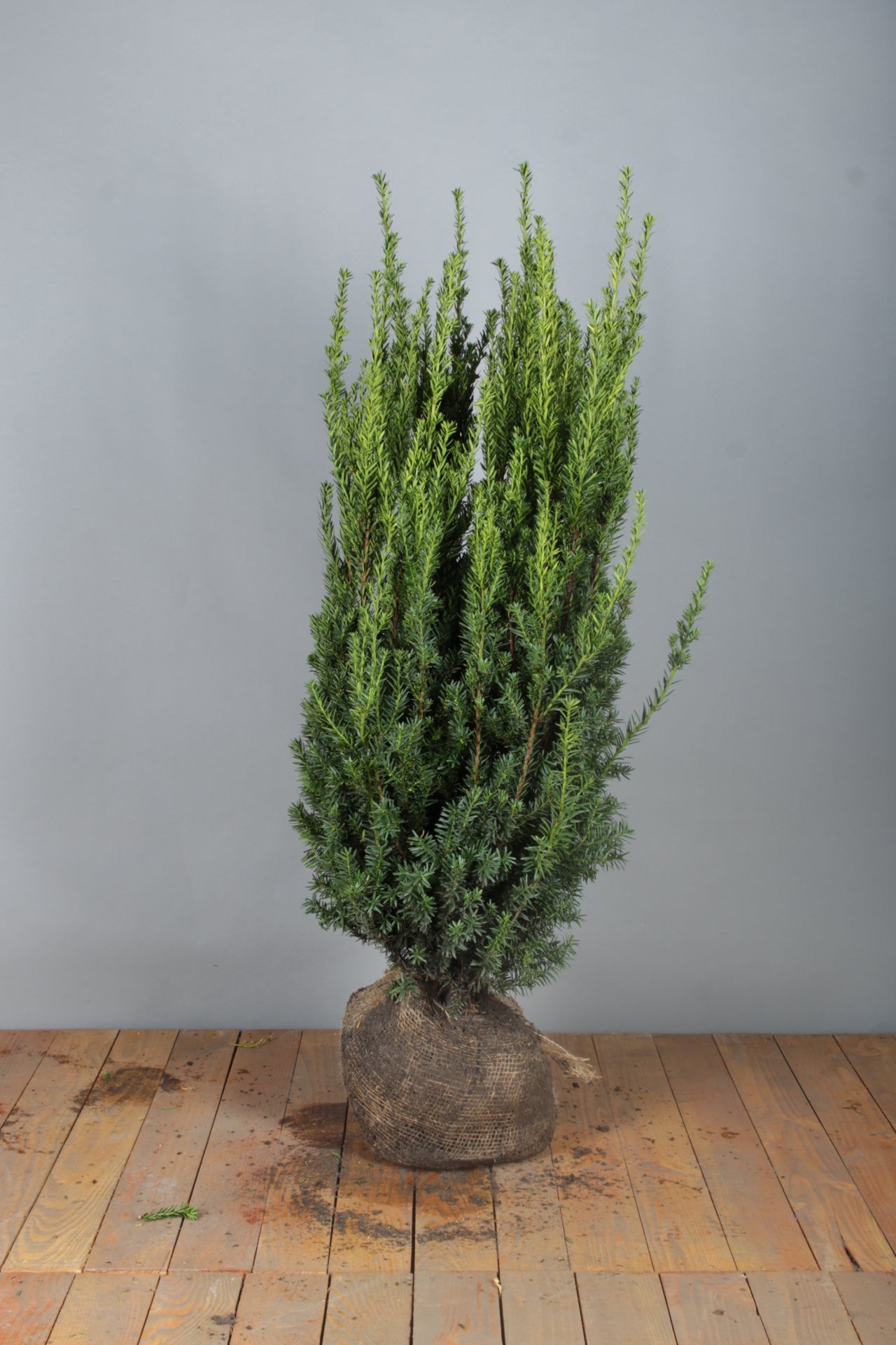 English Yew (Taxus baccata) - Hedging