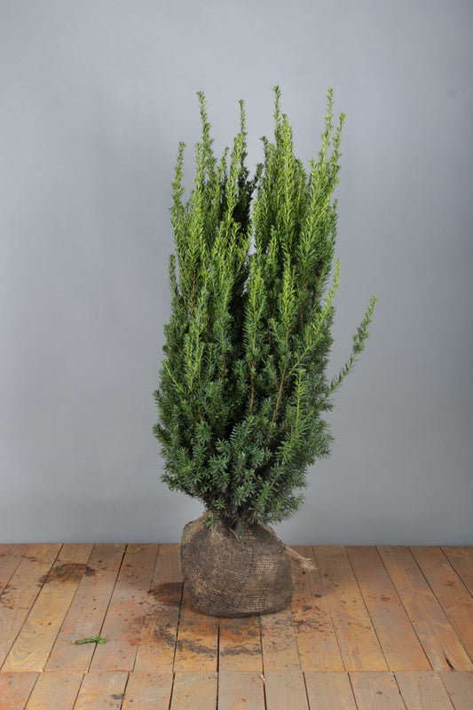 English Yew (Taxus baccata) - Hedging