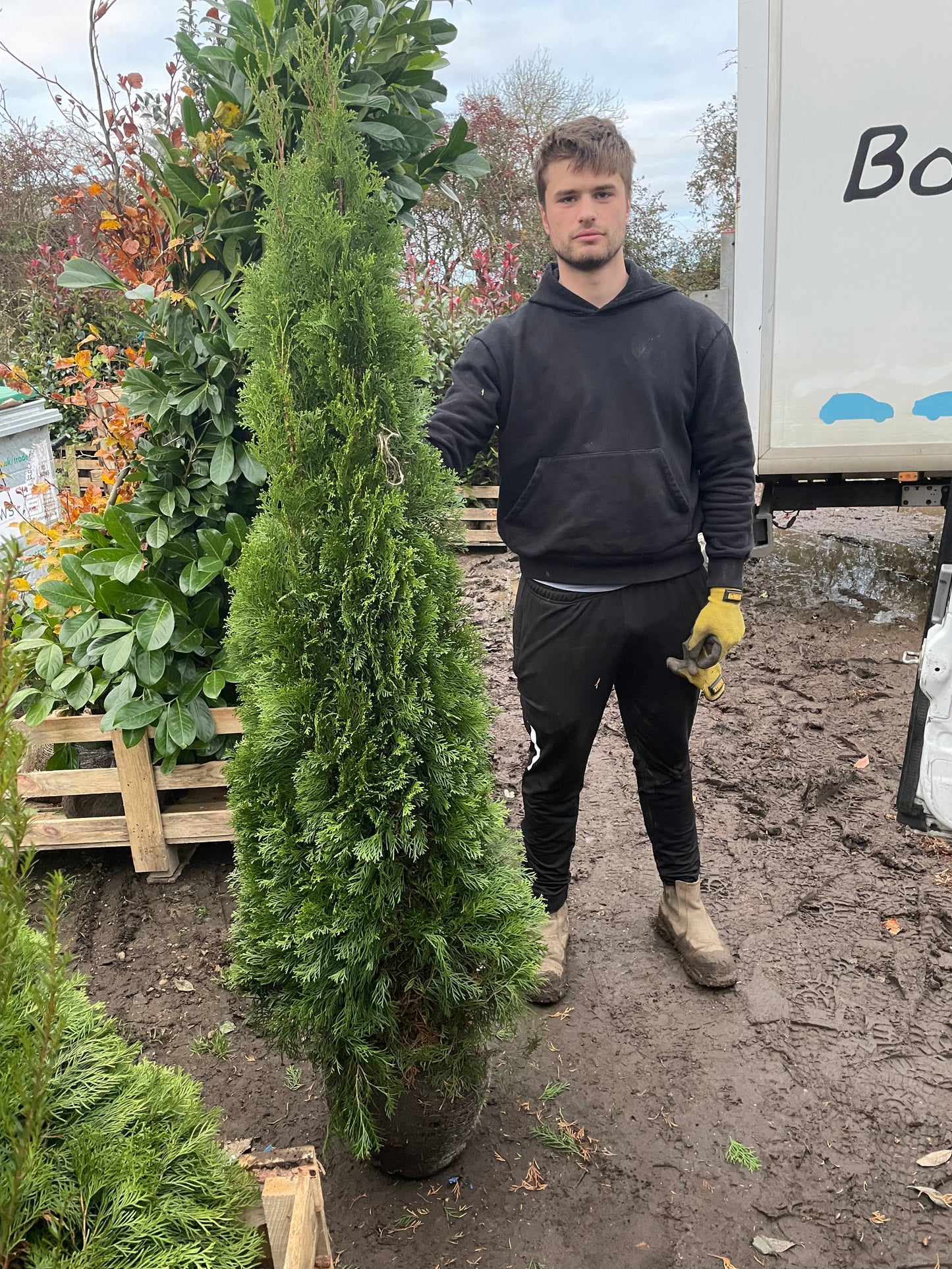 Thuja occidentalis 'Smaragd' - Rootball hedging