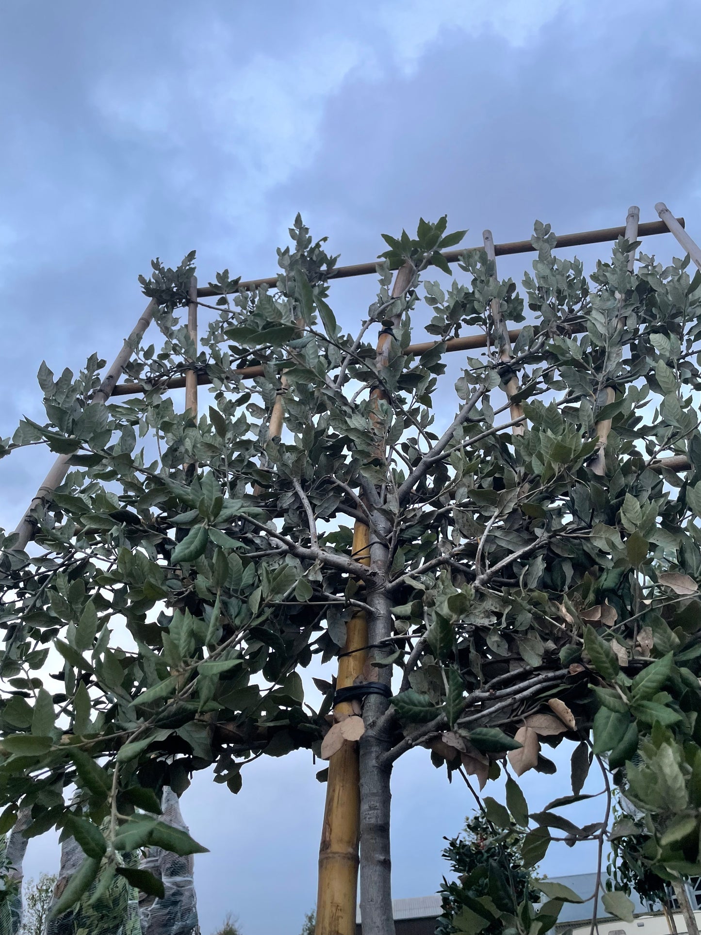 Quercus ilex - Pleached