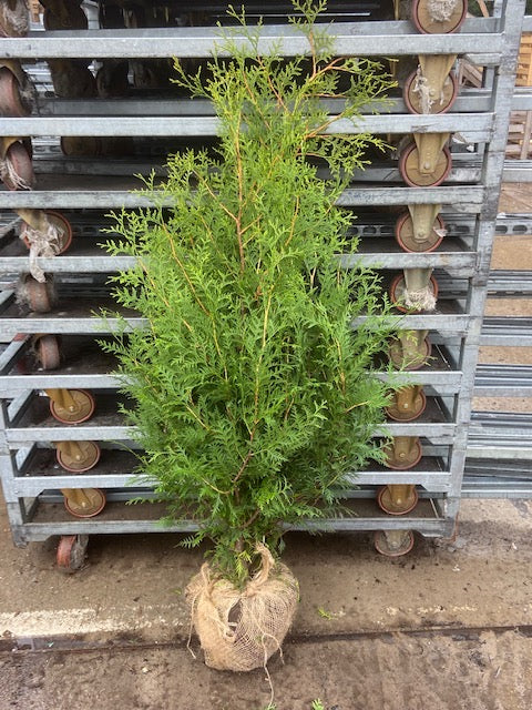 Thuja occidentalis 'Brabant' - Container