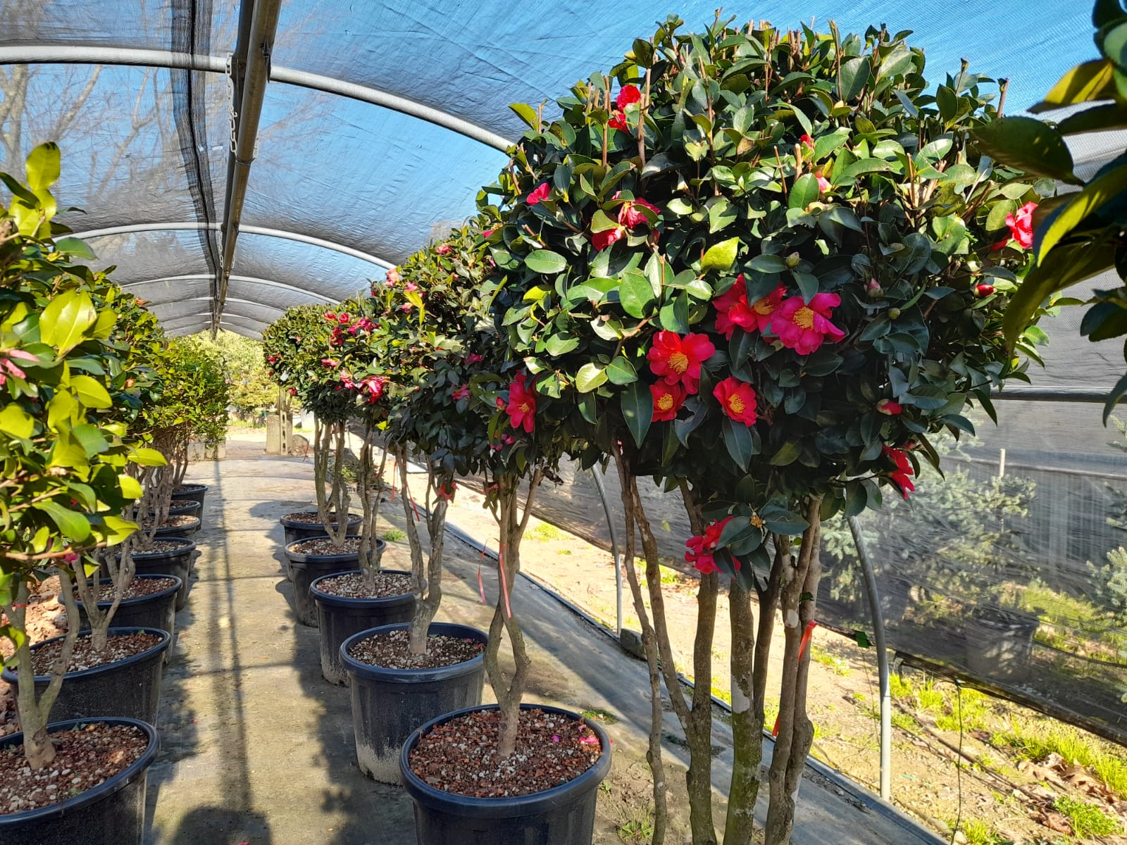 Red Camellia Tree Camellia Tree Guide Growing Camellias, ID Charts,