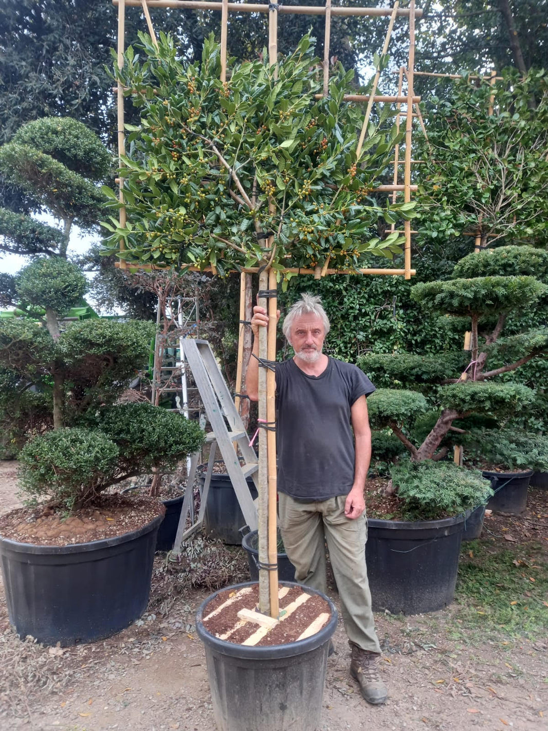 Pleached Trees Pleached Tree Supplier Buy Pleached Trees H&C's Trees