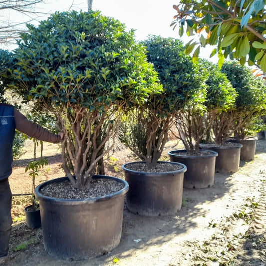 Osmanthus aquifolium