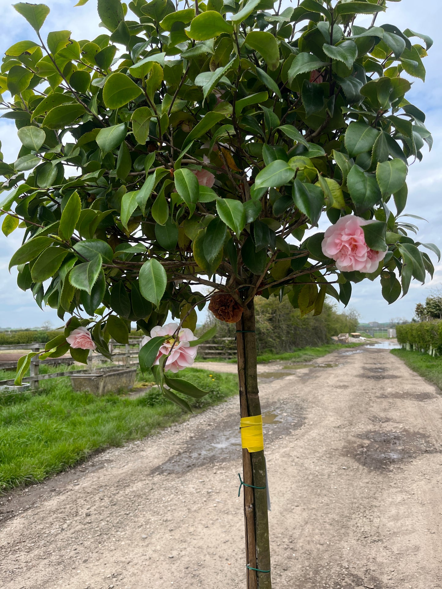 Camellia japonica 'Pink Flowers'  1/2 Standard trees