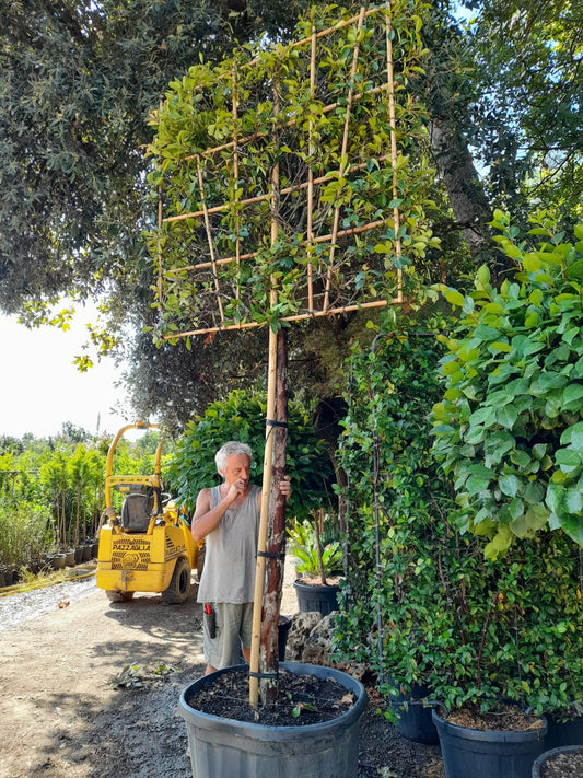 Extra Mature Red Robin - Pleached (180-200cm clear stem)