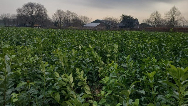 Prunus laurocerasus 'Rotundifolia' (English Cherry Laurel) - Hedging
