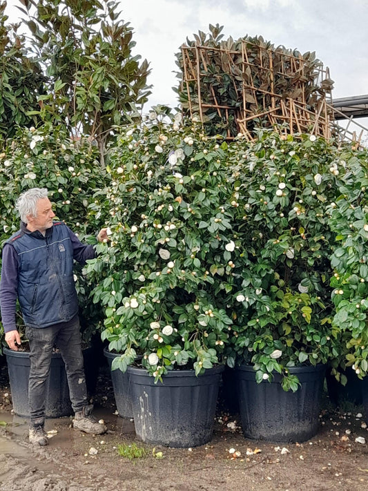 Camellia Snowball - Hedge