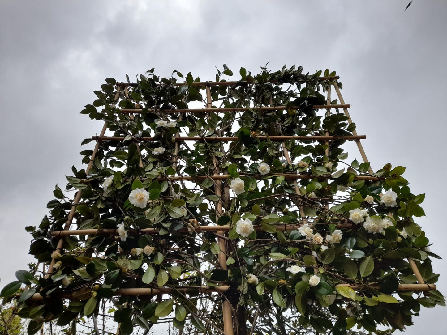 Pleached Camellia 'Snowball'