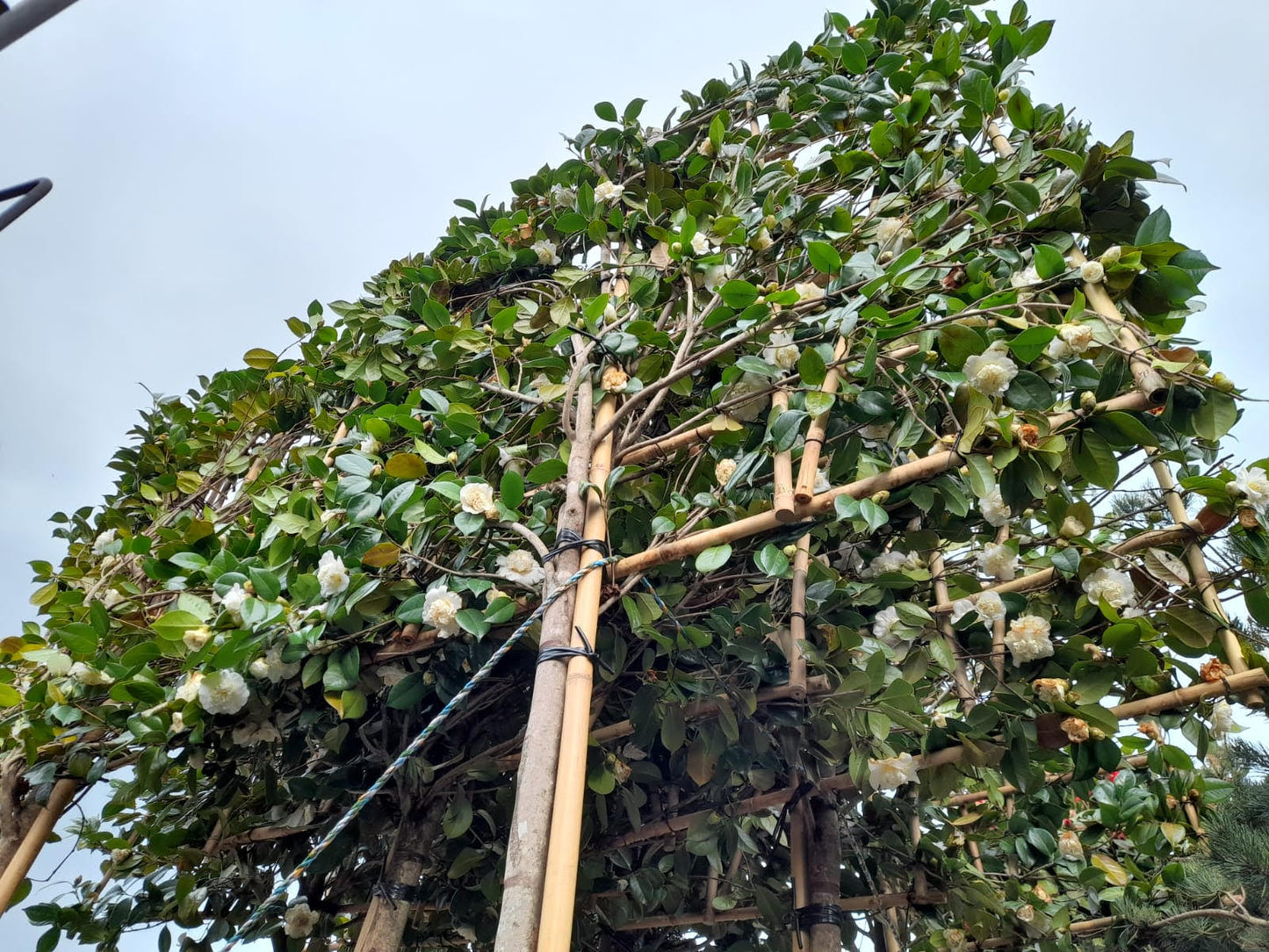 Pleached Camellia 'Snowball'