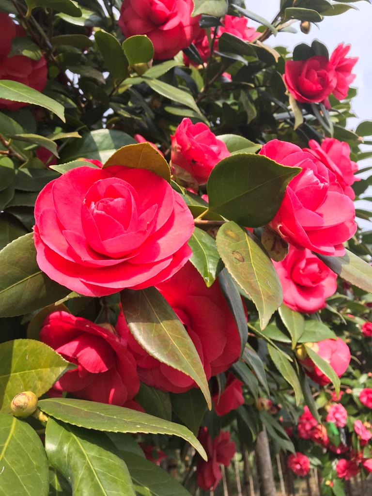 Camellia japonica 'Te deum' multistem
