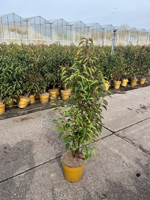 Prunus lusitanica (Portuguese Laurel) - Hedging