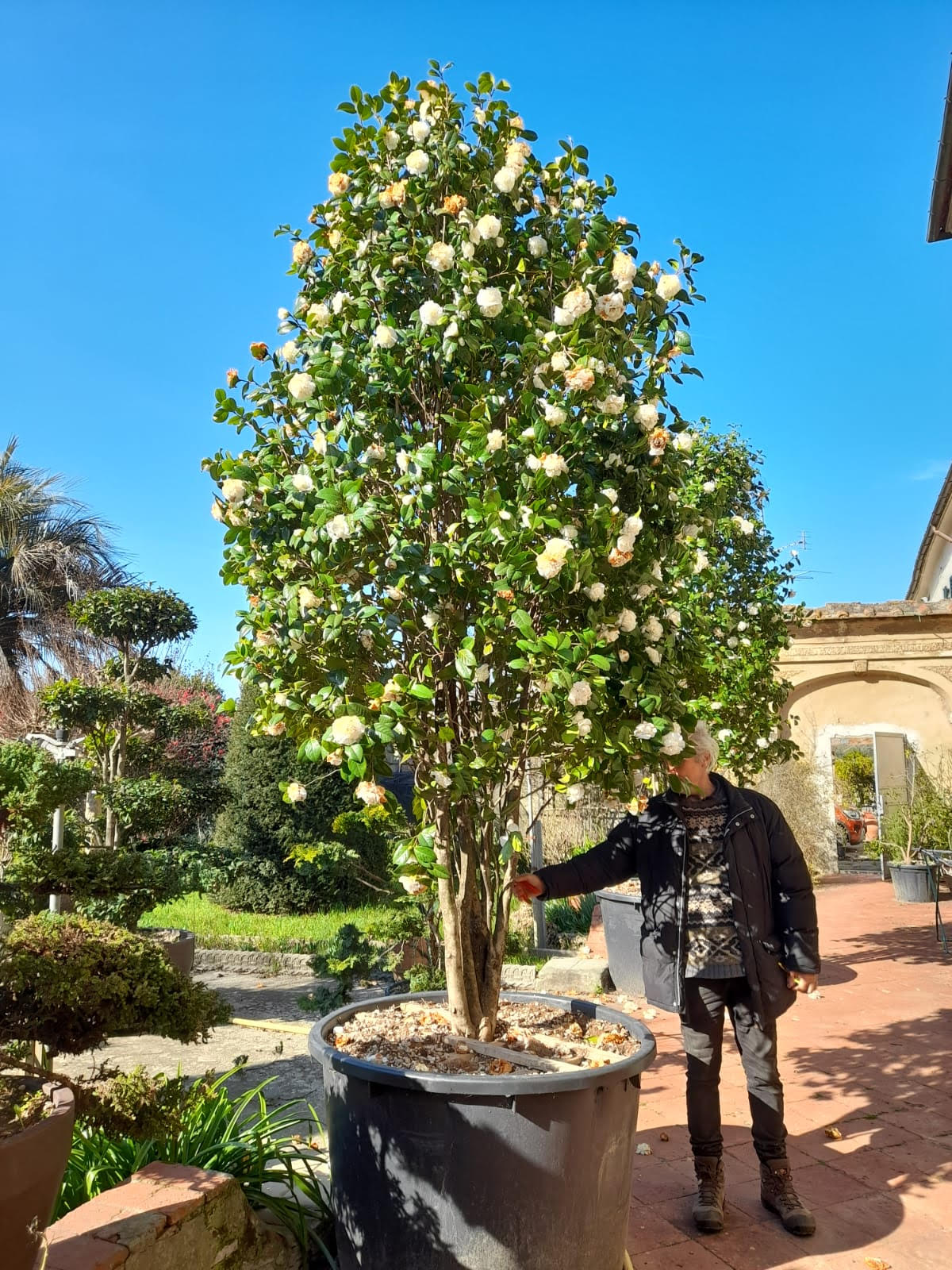 Camellia japonica 'Snowball' multistem