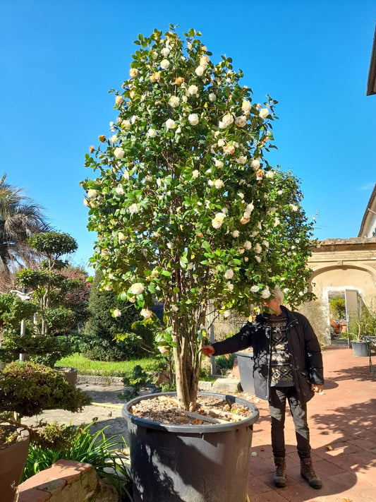 Camellia japonica 'Snowball' multistem